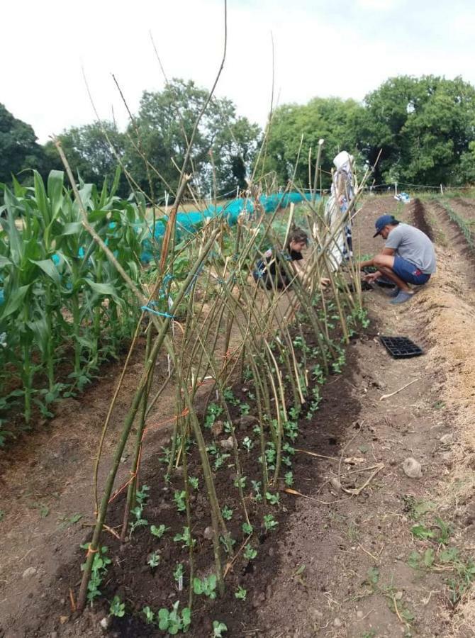 Castletownmoor Clinic & Permaculture Farm Hotel Kells  Buitenkant foto