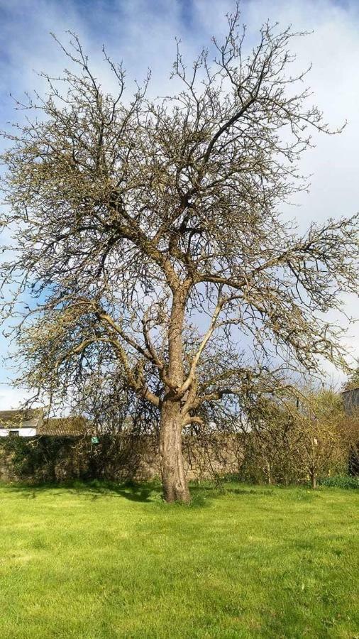 Castletownmoor Clinic & Permaculture Farm Hotel Kells  Buitenkant foto